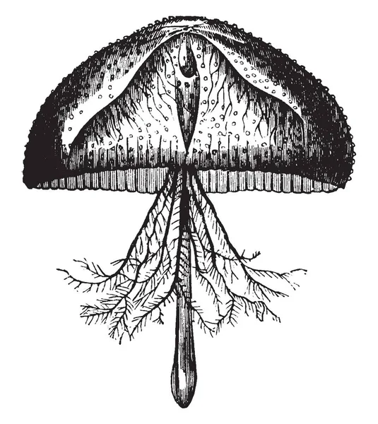 Favonia Octonema Gyökere Nyolc Branchiferous Függelékek Vintage Vonalas Rajz Vagy — Stock Vector