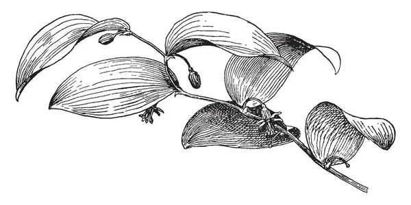 Asparagoides 被称为菝葜的花店 它是小乱置植物与结实的茎 复古线条画或雕刻插图 — 图库矢量图片