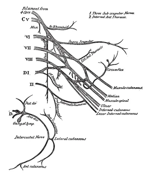 Resimde Brakiyal Pleksus Spinal Sinirlerin Vintage Çizgi Çizme Veya Oyma — Stok Vektör