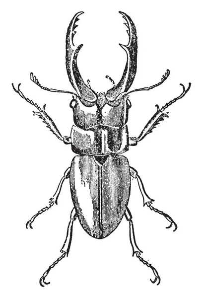 Kép Jelöli Cladognathus Cinnamomeus Vintage Vonalas Rajz Vagy Metszet Illusztráció — Stock Vector