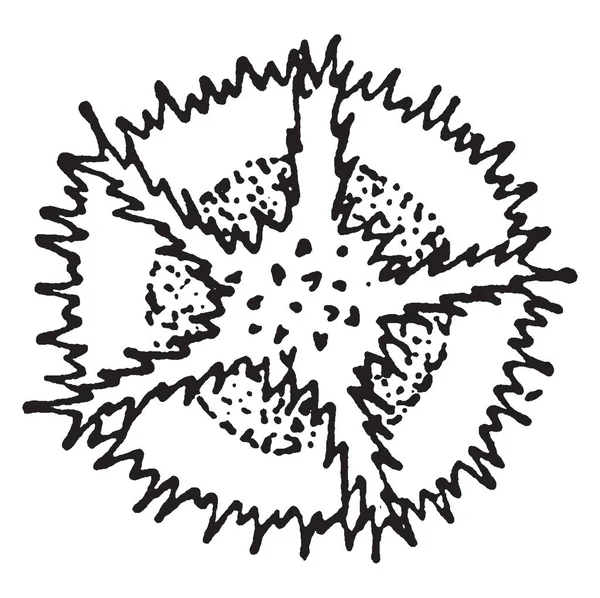花粉是由花药产生的 它结构像一个锯齿 它们显示花粉的上部 复古线条画或雕刻插图 — 图库矢量图片