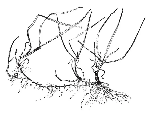 Картина Показывает Голубую Траву Лезвия Тонкие Длинные Корни Длинные Тонкие — стоковый вектор