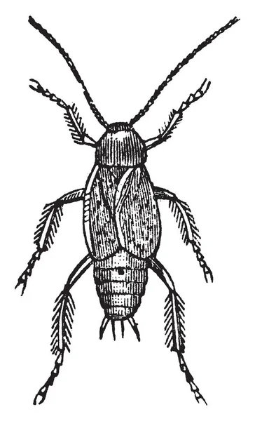 Rosca Larga Cucaracha Macho Como Antenas Alas Dobladas Solo Longitudinalmente — Archivo Imágenes Vectoriales