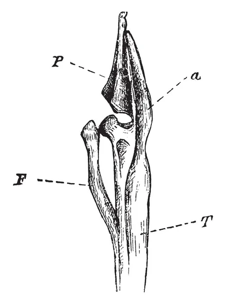 此插图表示鷉 复古线条画或雕刻插图的腿部骨骼 — 图库矢量图片
