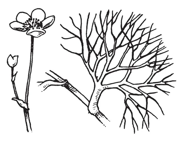 Рослини Ростуть Або Біжить Вода Іноді Звертаються Окремий Рід Batrachium — стоковий вектор