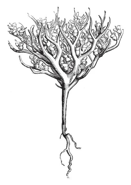 一张图片显示了沙地 Hierochuntina 的干果植物 它主要被称为耶利哥的玫瑰 复古线条画或雕刻插图 — 图库矢量图片