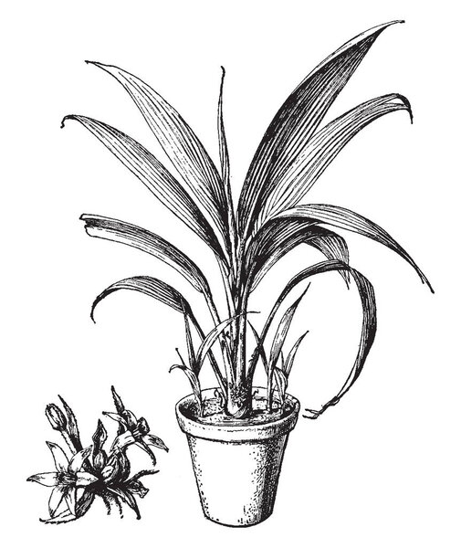 This is the image of Curculiga Latifolia. The flowers are bright yellow and grow in a dense cluster near the base of the plant. It is normally found in India and Malaysia, vintage line drawing or engraving illustration.