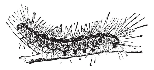 Hyphantria Cunea Larva Vintage Çizgi Çizme Veya Oyma Resimde Olan — Stok Vektör