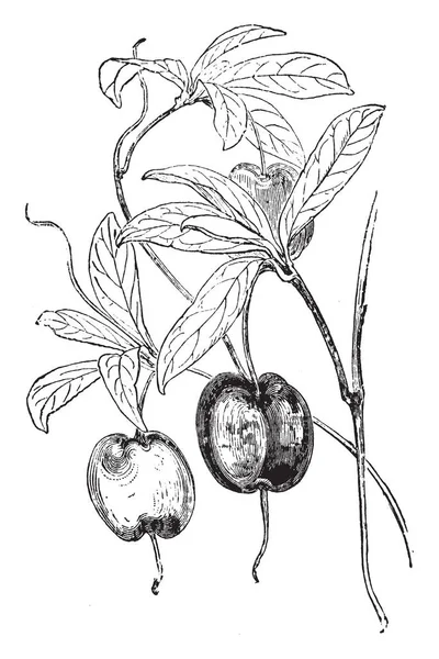 Detta Gren Apple Berry Har Gröngul Blommor Och Glänsande Lila — Stock vektor