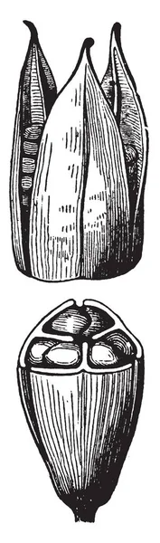 Fruit Est Une Capsule Sèche Centimètres Long Contenant Nombreuses Graines — Image vectorielle