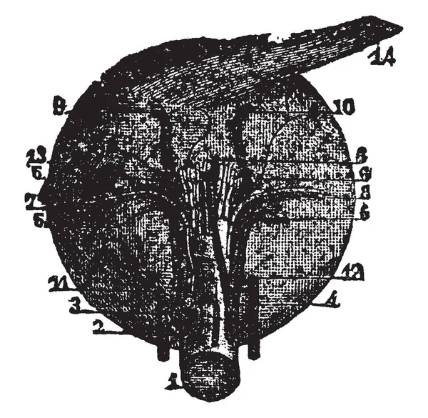 Diese Illustration Stellt Augenmuskeln Vintage Linienzeichnung Oder Gravierillustration Dar — Stockvektor