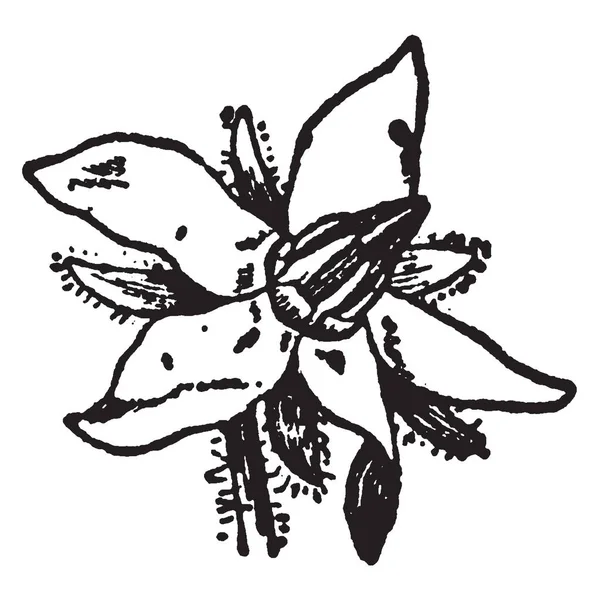 Бораж Простой Выращивании Годовой План Трав Цветок Имеет Пять Лепестков — стоковый вектор