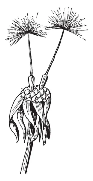 Sebuah Gambar Menunjukkan Dandelion Umumnya Dikenal Sebagai Taraxacum Tanaman Ini - Stok Vektor