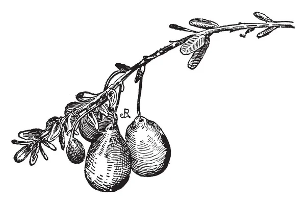 이미지는 Ovoid 적갈색의 과일은 주스와 달콤한 Rad 과일입니다 이것은 둥근된 — 스톡 벡터