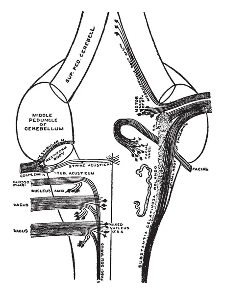 Esta Ilustración Representa Nervios Craneales Dibujo Línea Vintage Ilustración Grabado — Vector de stock