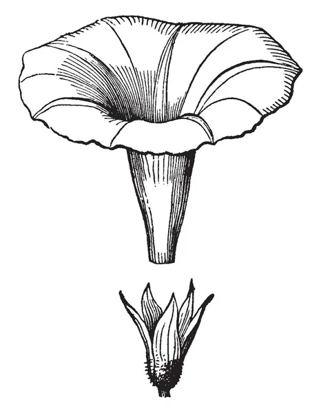 朝顔の花です これらの花の最高の専門はピンク 赤のような色の虹にある青い等 ビンテージ ライン図面やイラストを彫刻 — ストックベクタ