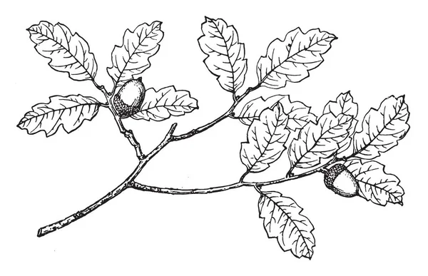 Largement Cultivé Comme Plante Ornementale Bordure Comme Plante Spécimen Était — Image vectorielle