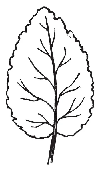 프레임에서는 Erose 잎입니다 가변된 빈티지 그리기 — 스톡 벡터