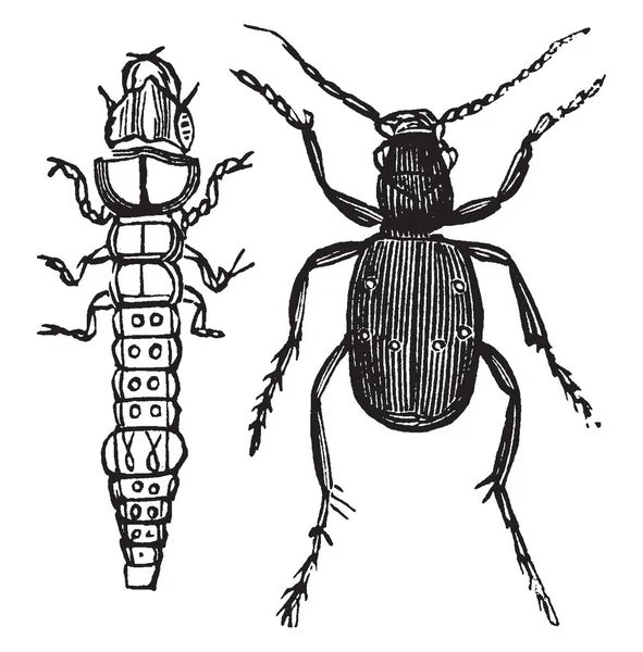 欧洲常见的虎甲虫和幼虫 复古线画或雕刻插图 — 图库矢量图片