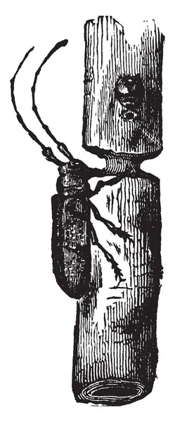 Girdler Oncideres cingulatus türler, vintage çizgi çizme veya oyma çizimde dal.