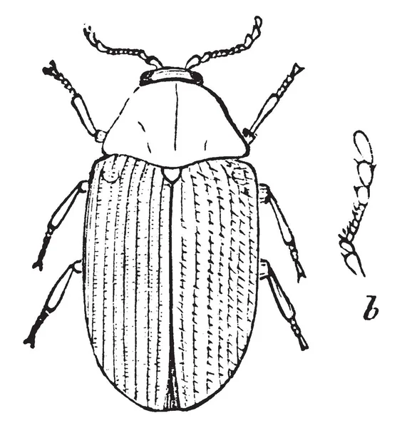 Bruine Kever Een Groep Van Insecten Die Orde Coleoptera Vintage — Stockvector