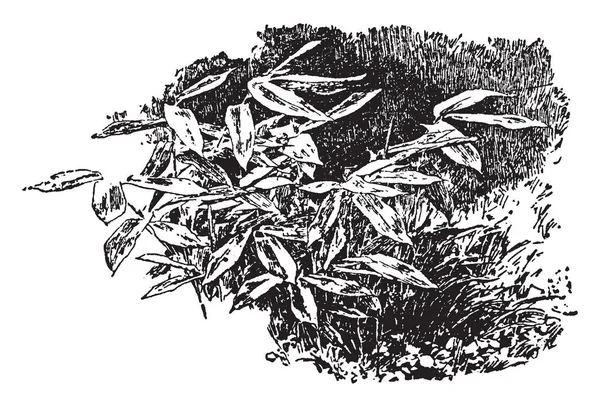 Image Bambusa Palmata Bedding Types Bamboo Vintage Line Drawing Engraving — ストックベクタ