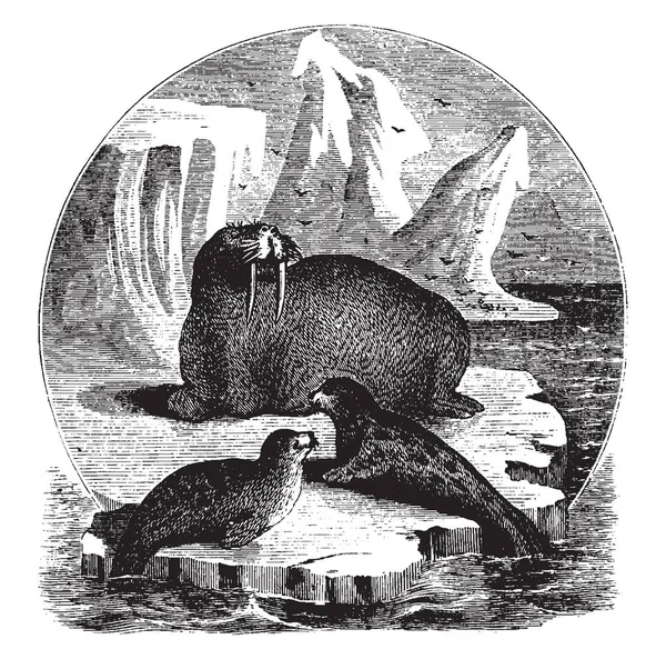 Seals Walrus Which Usually Regarded Suborder Order Carnivora Vintage Line — Stock Vector