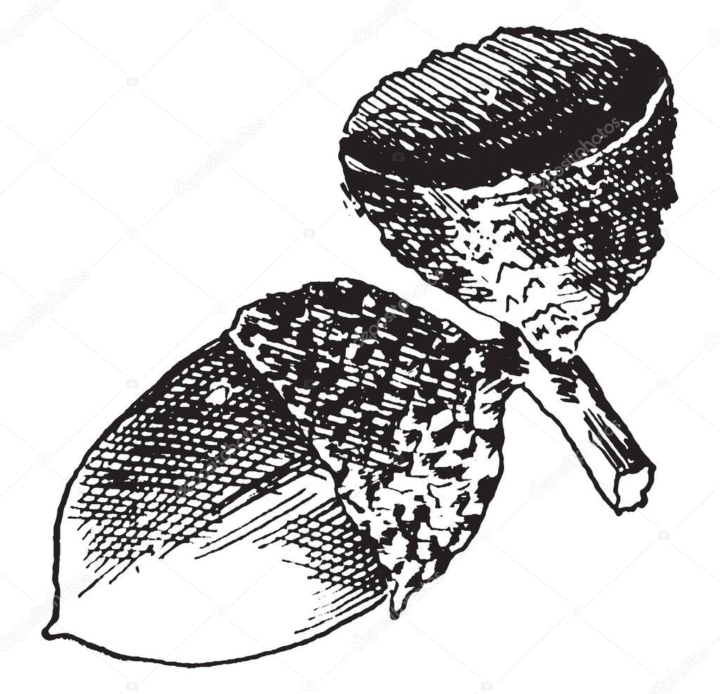 This image shows the acorns of Swamp White Oak which are Quercus platanoides, vintage line drawing or engraving illustration.