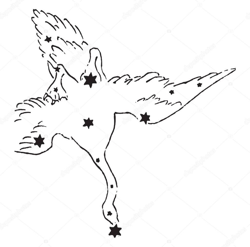 Cygnus is a northern star grouping lying on the plane of the Milky Way, getting its name from the Latinized Greek word for swan, vintage line drawing or engraving illustration.