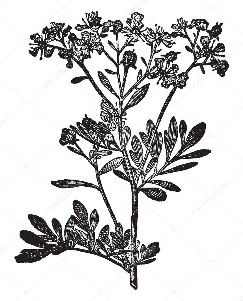 A picture is showing Rue plant. This is from Rutaceae family. Flower is yellow. Simple leaves and small compounded. This plant is dense, vintage line drawing or engraving illustration.