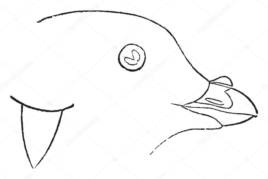 This illustration represents Least Auk Adult, vintage line drawing or engraving illustration.