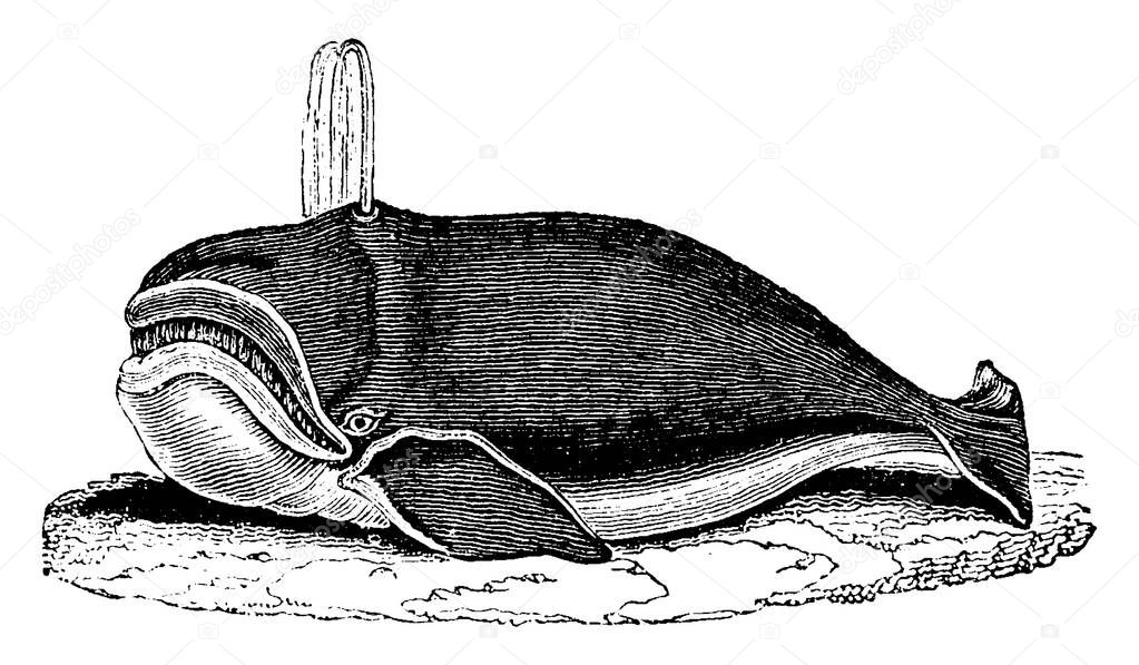 Whale, vintage engraved illustration. Natural History of Animals, 1880