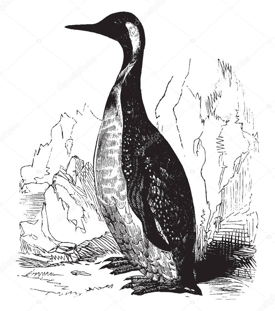 King Penguin is found in the far southern latitudes of South America and surrounding islands, vintage line drawing or engraving illustration.