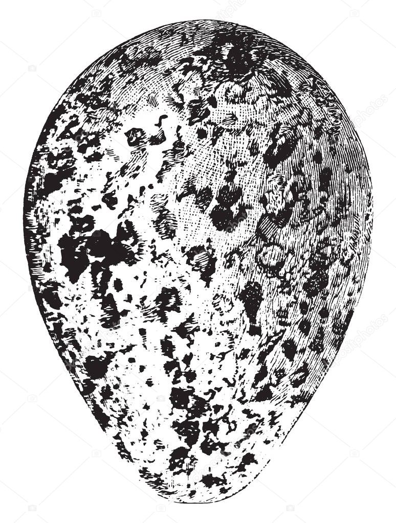 Plover Egg is an egg with dark colored blotches and spots, vintage line drawing or engraving illustration.