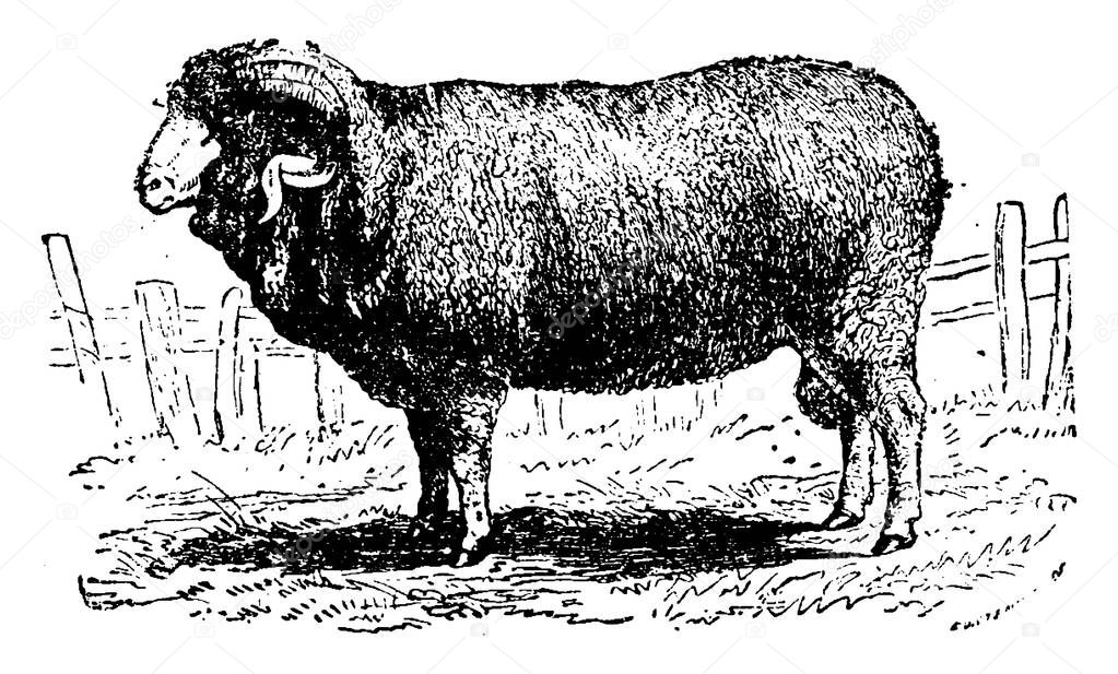 Merino sheep, vintage engraved illustration. Natural History of Animals, 1880