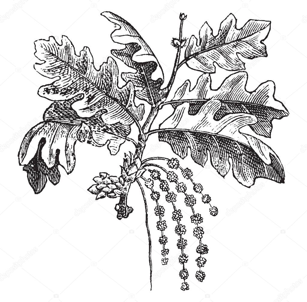 An oak is a tree or shrub in the genus Quercus of the beech family, Fagaceae. There are approximately 600 extant species of oaks, vintage line drawing or engraving illustration.