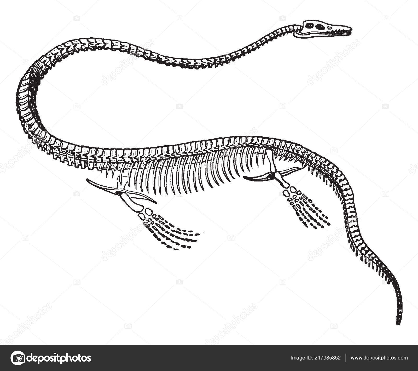 Elasmosaurus Skeleton Dinosaur Rekkefølgen Plesiosaurer Vintage Line Tegning  Eller Gravering stockvektor © Morphart #217985852, image size:1600x1419