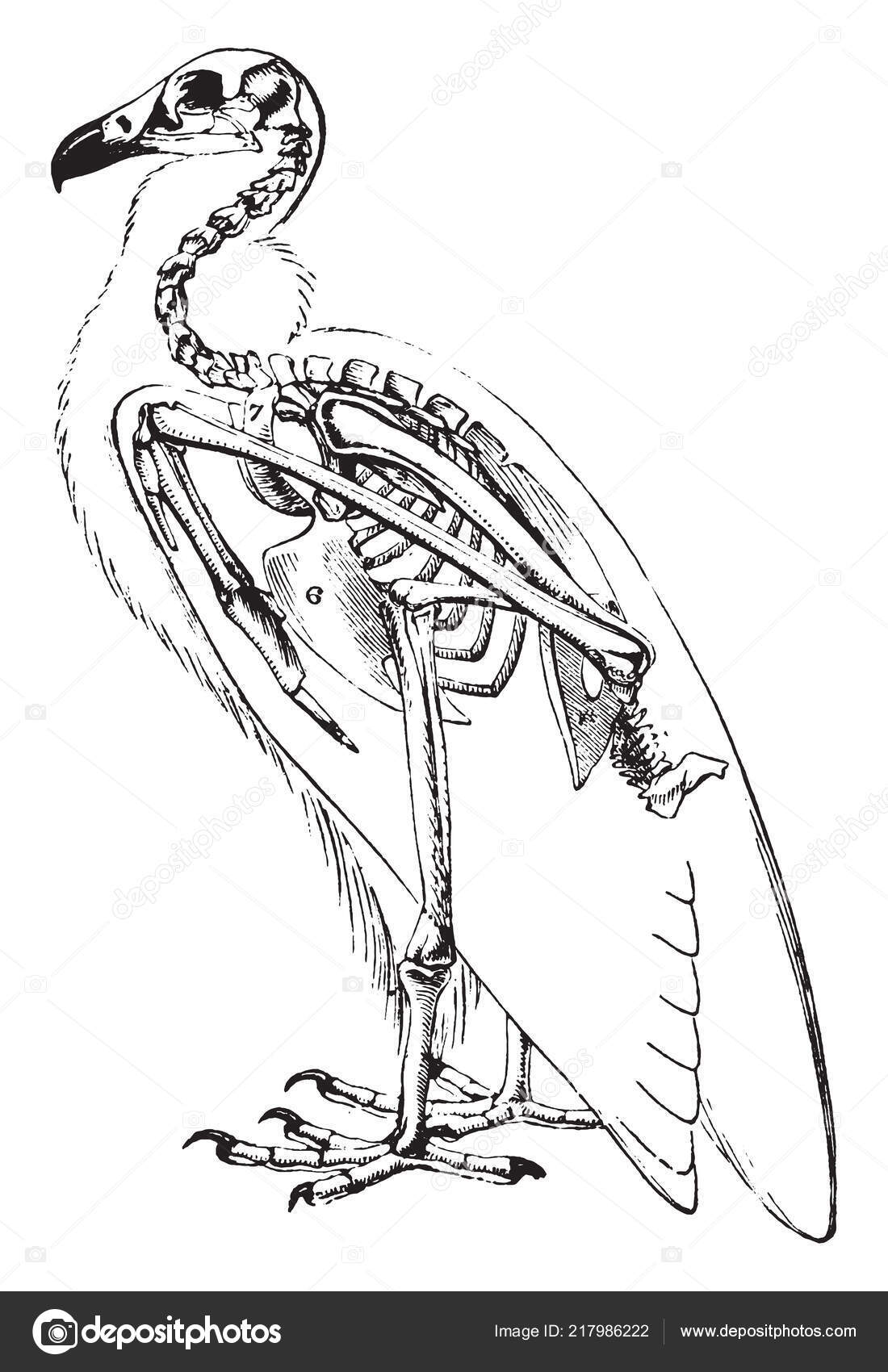 Vulture Skeleton Scavenging Bird Prey Vintage Line Drawing Engraving  Illustration Stock Vector by ©Morphart 217986222, image size:1100x1700