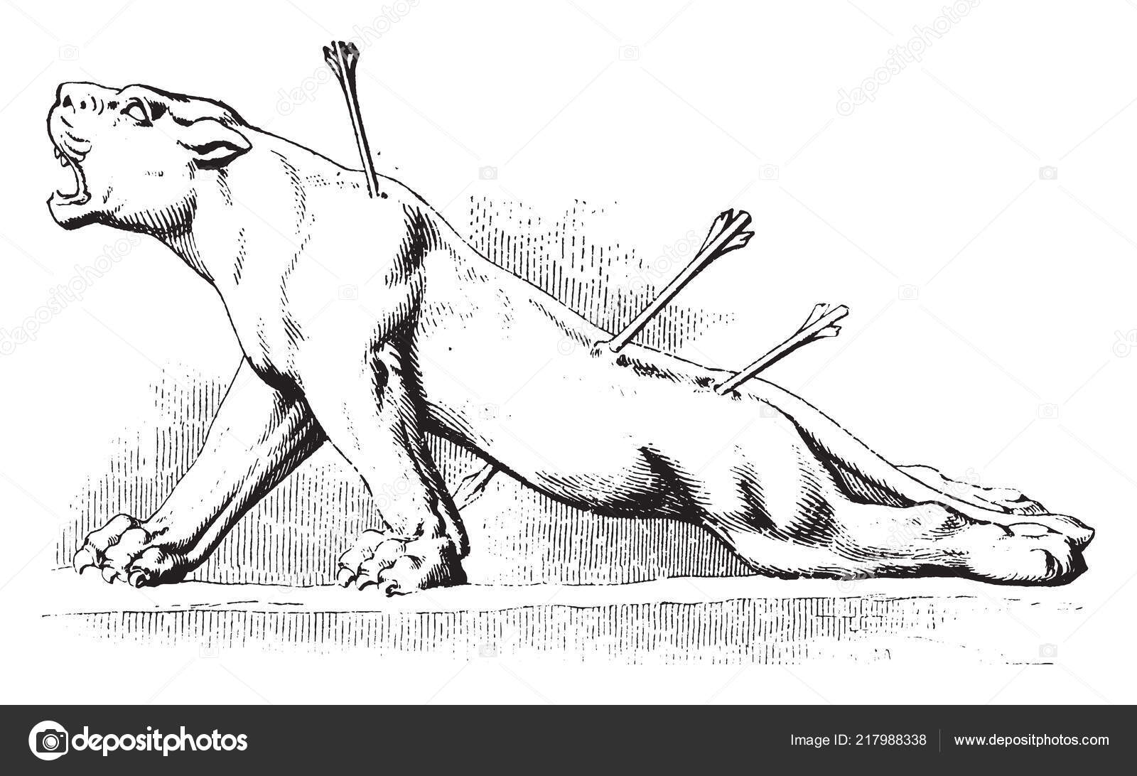 Leoa Ferida Pedaço Pedra Mais Triste Comovente Mundo Desenho Linha