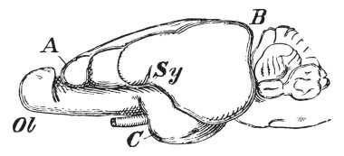 Beyin ön oksipital ve temporal loblar mevcut olduğu, vintage çizgi çizme veya oyma illüstrasyon tavşan.