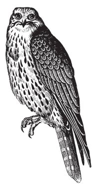 Sultan şahin ile keskin pençeleri delici görme, vintage çizgi çizme veya oyma illüstrasyon.