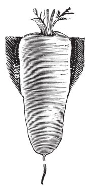 Onlar-si olmak büyümek yukarıya toprak, yaprak, vintage çizgi çizme veya oyma illüstrasyon boyutuna koni ve üst kısmı pancar gibi vardır.