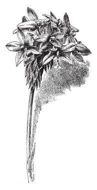 Bu sadece toprak yüzeyinin altında herdem yeşil bitkiler, bölüm ve çiçek yaprakları geniş ve istiridye resim, çizim için vintage veya oyma resimde gösterildiği gibi dışarıdan kıllı.