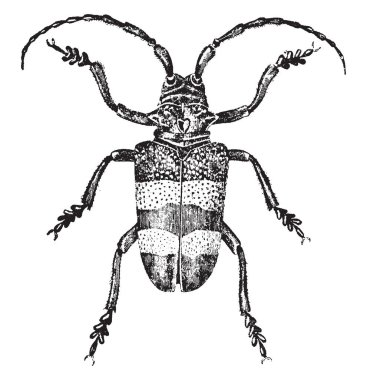 Bu resim Lamia Aurocincta, vintage çizgi çizme veya oyma illüstrasyon temsil eder..