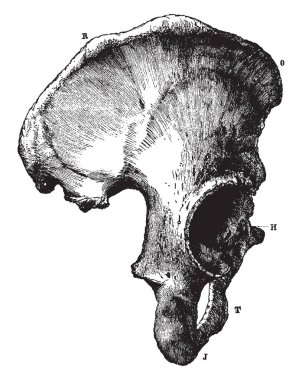 Bu illüstrasyon insan leğen kemiği, vintage çizgi çizme veya oyma illüstrasyon bölümünü temsil eder..