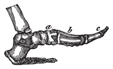 Bu resimde kemik, ayak, vintage çizgi çizme veya oyma illüstrasyon yan görünüm temsil eder..