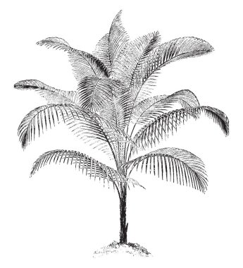 Cocos Weddeliana Palmae veya Palmaceae çeşididir. Bıçak kısmen birçok kesimleri, vintage çizgi çizme veya oyma illüstrasyon ayrılmıştır.