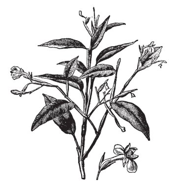 Bu bir görüntüdür ararot hangi yenilebilir ve pişirme amaçlı, vintage çizgi çizme veya illüstrasyon oyma için kullanılan.