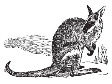 Agile Wallaby is a species of wallaby found in northern Australia and New Guinea, vintage line drawing or engraving illustration. clipart