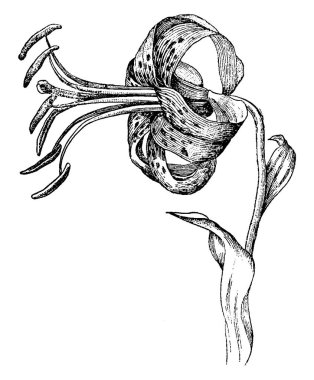 Lilyum Superbum lily olarak da adlandırılır. Çiçek sarı, kırmızı-turuncu, kırmızımsı petal ipuçları ve yaprakları çiçek çizim veya illüstrasyon oyma bükülmüş, vintage çizgi vardır.